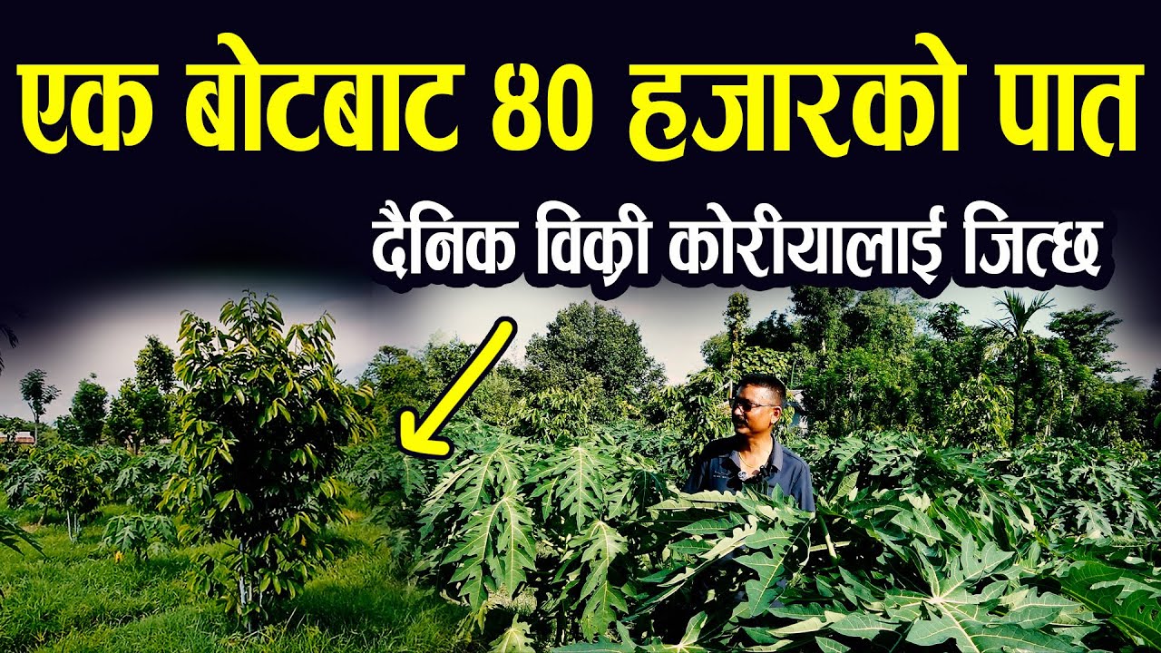 पात  बेचेरनै कोरिया भन्दा धेरै कमाइ यो बोटको पात सुन बराबर II Goji media house