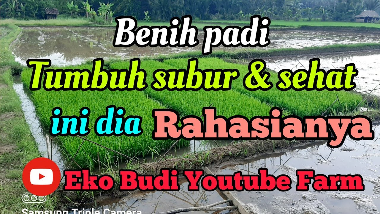 Amunisi Ampuh untuk Perawatan Benih padi di Persemaian agar benih padi tumbuh Subur dan Sehat
