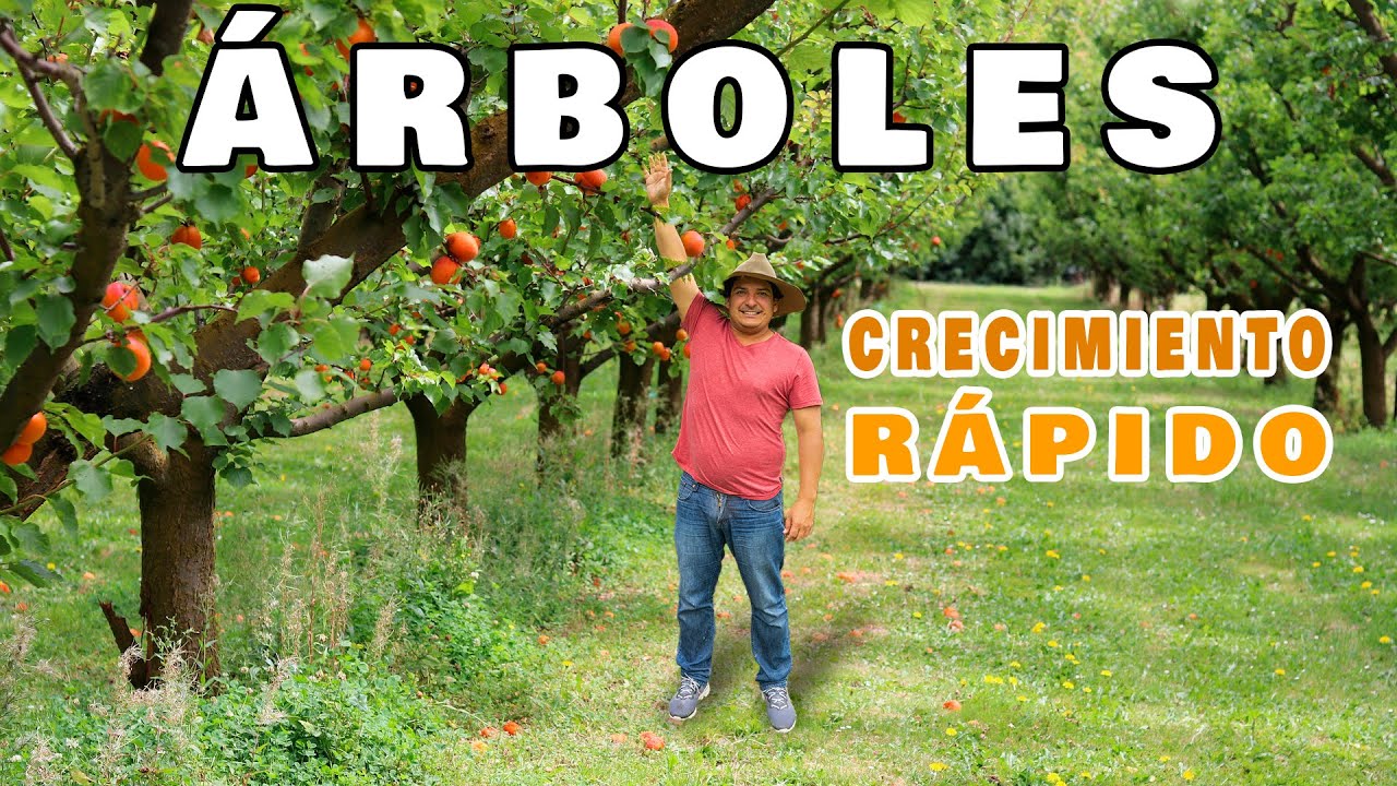 🌳 Como hacer CRECER más RÁPIDO un ÁRBOL 🌳 No esperes años para ver crecer tu árbol.