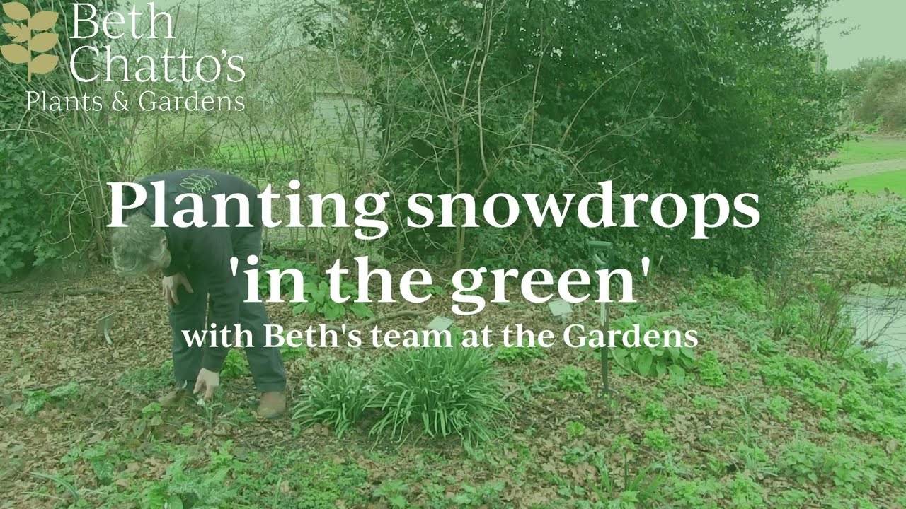 Dividing and replanting snowdrops 'in the green'
