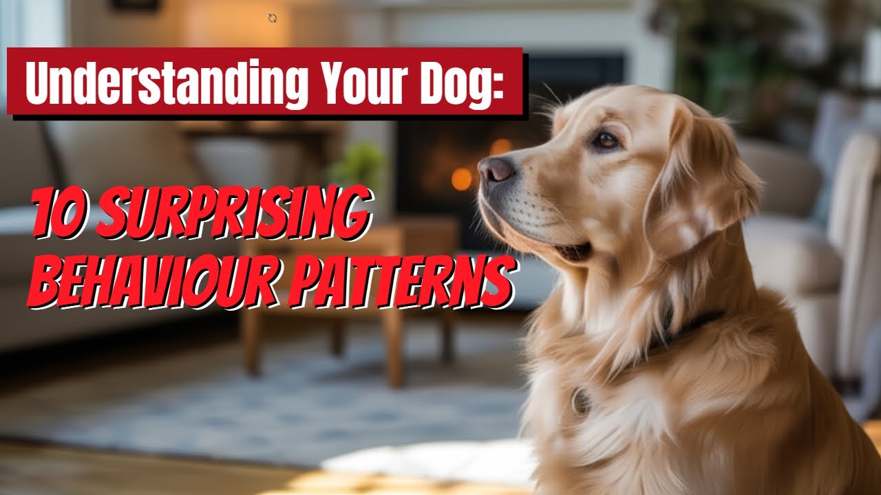 10 Weird Dog Behaviours Explained! #dogs, #dog #pets #puppy #dogbehavior #doglife #dogowners