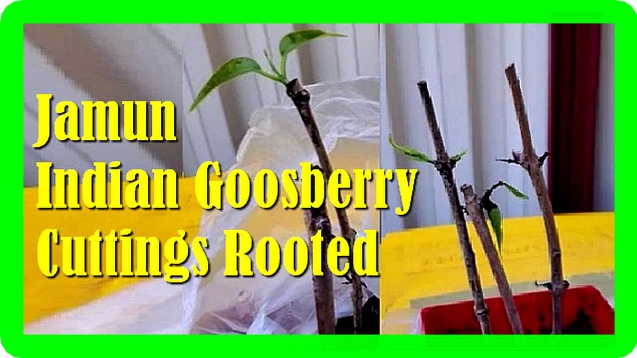 Grow a Jamun Tree Easily | Java Plum Propagation from Cuttings Guide