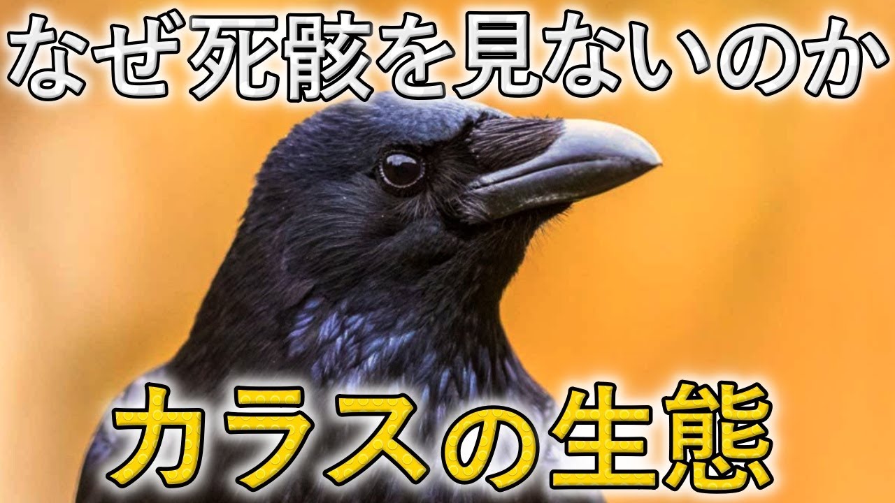 「カラス」のお葬式とは⁉鳥の世界の霊長類「カラス」の生態を解説
