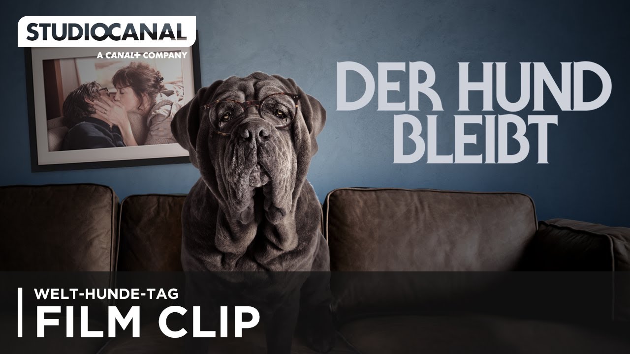 Welttag des Hundes: Warum Hunde unsere besten Freunde sind 🐶