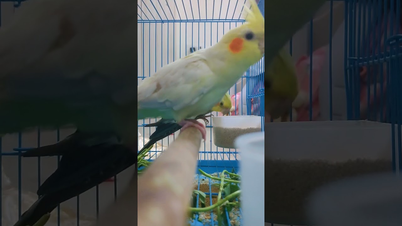 cockatiel fighting videos #cockatiel #shortvideo #youtubeshorts #shortsfeed