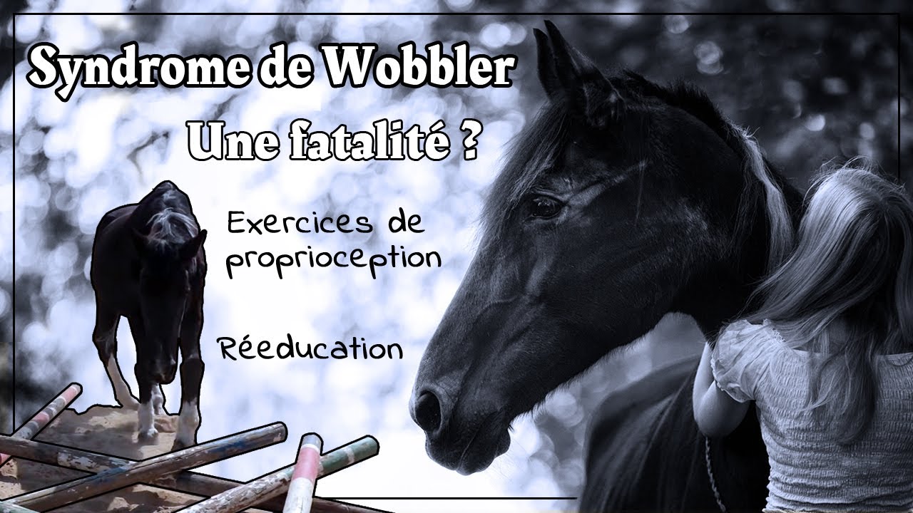 Syndrôme de Wobbler - une fatalité ? (Exercices de proprioception!)