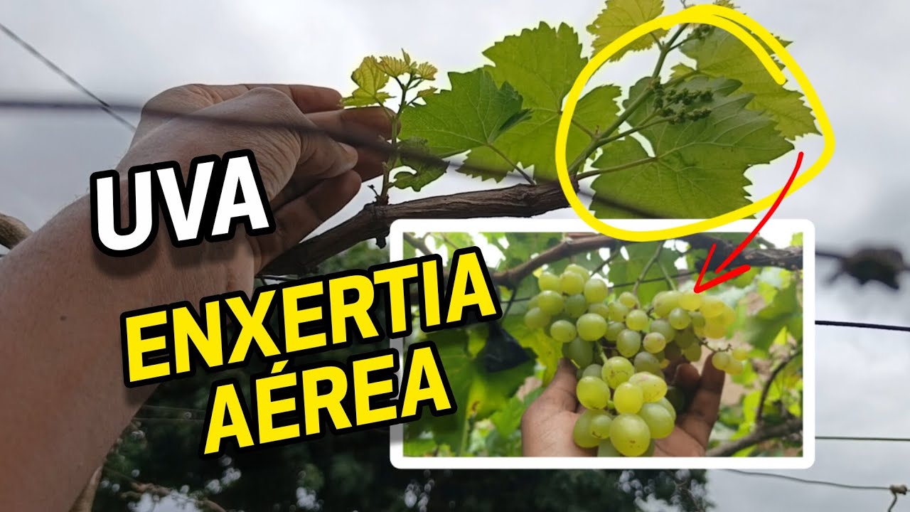 Como fazer enxertia área nas uvas e produzir mais rápido
