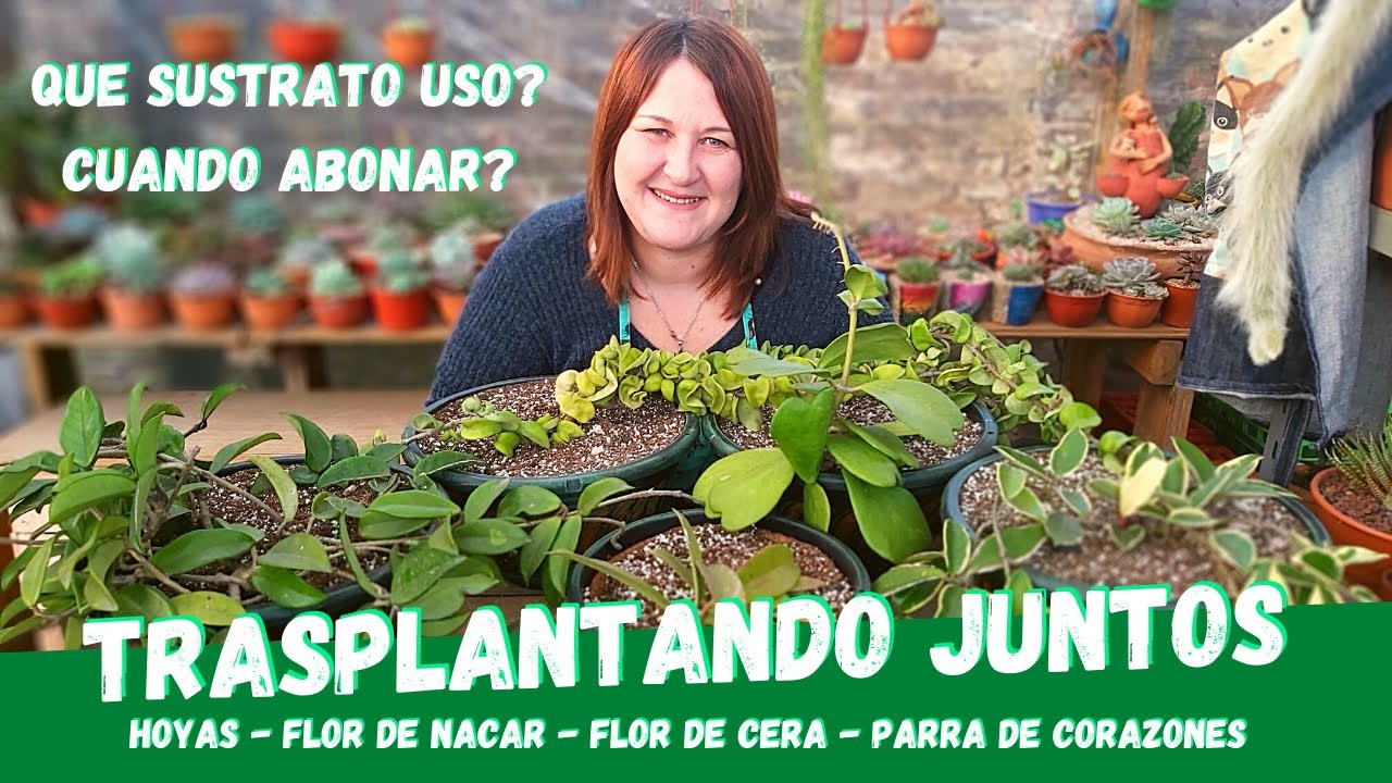 Trasplantando Flor de nacar - Parra de cera (Hoyas)