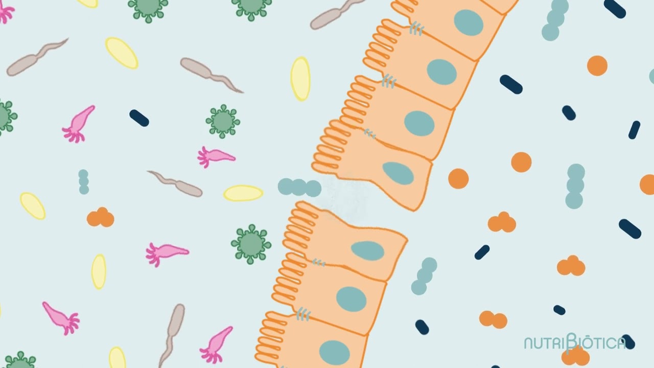 ¿Qué es el exceso de permeabilidad intestinal?
