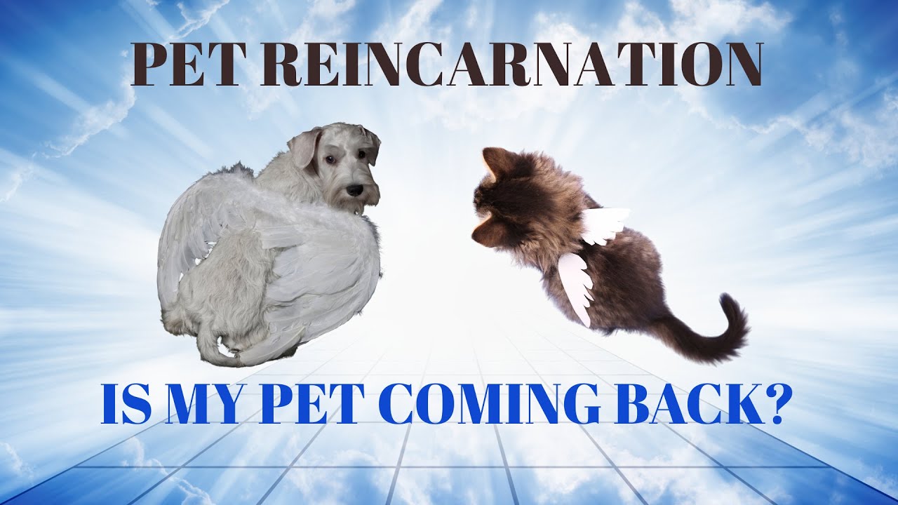Why Hasn’t My Pet Reincarnate Yet? Pet Psyhic Reveals #reincarnation