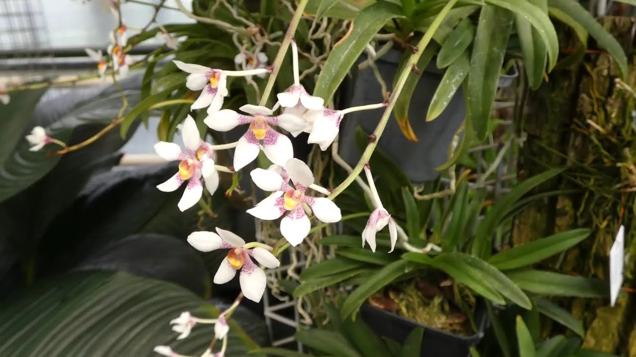 Sarcochilus hartmannii F.Muell.