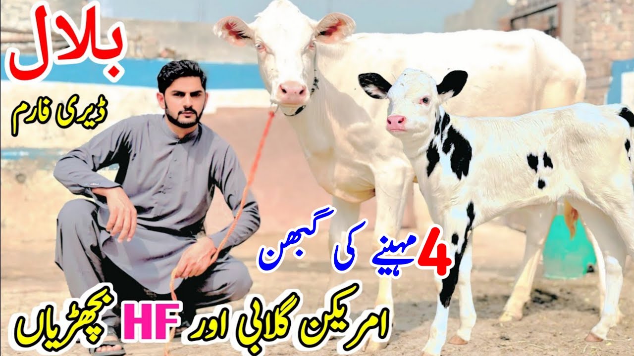 Bilal Dairy Farm | White American HF Heifers for Sale in Punjab Pakistan | Pregnant Heifers 🐄🔥