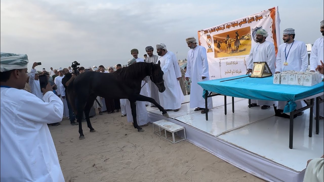 بطولات الخيل في عمان عوقد الرمضانية لسباق الخيل بحلتها العاشرة 😍🐎