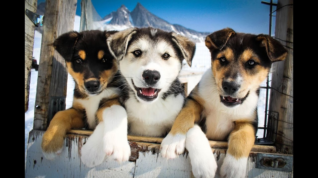 Dog Sledding on the Mendenhall Glacier - TEMSCO Helicopters Juneau, Alaska