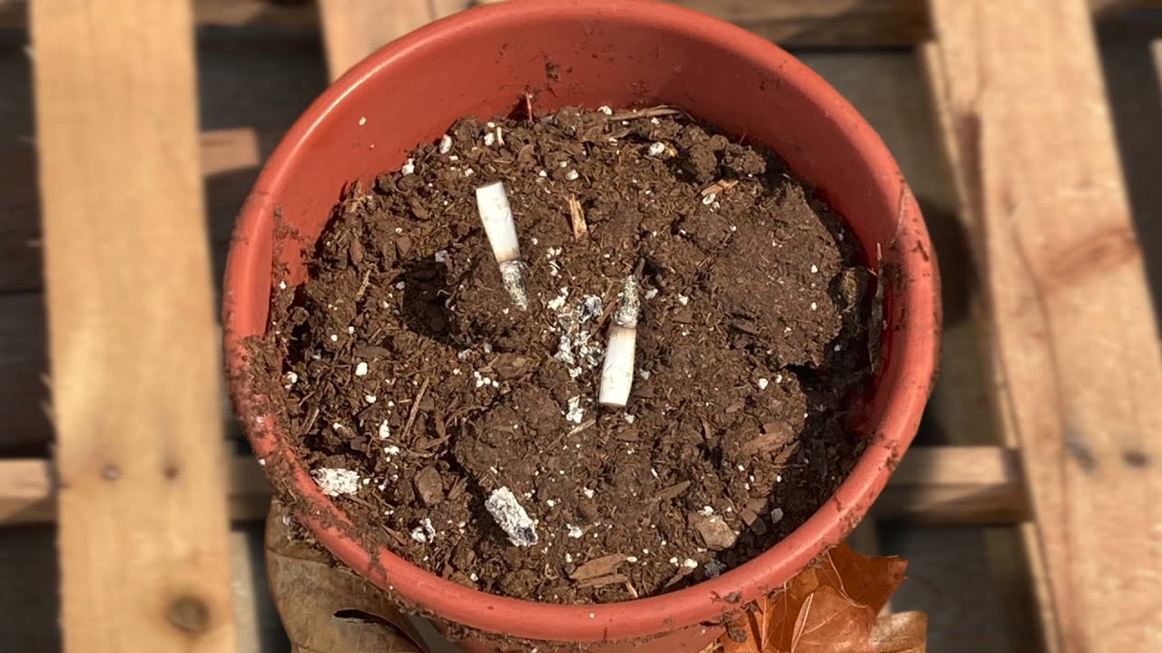 Ankeny Fire prevention tip - Keep cigarette butts out of flower pots