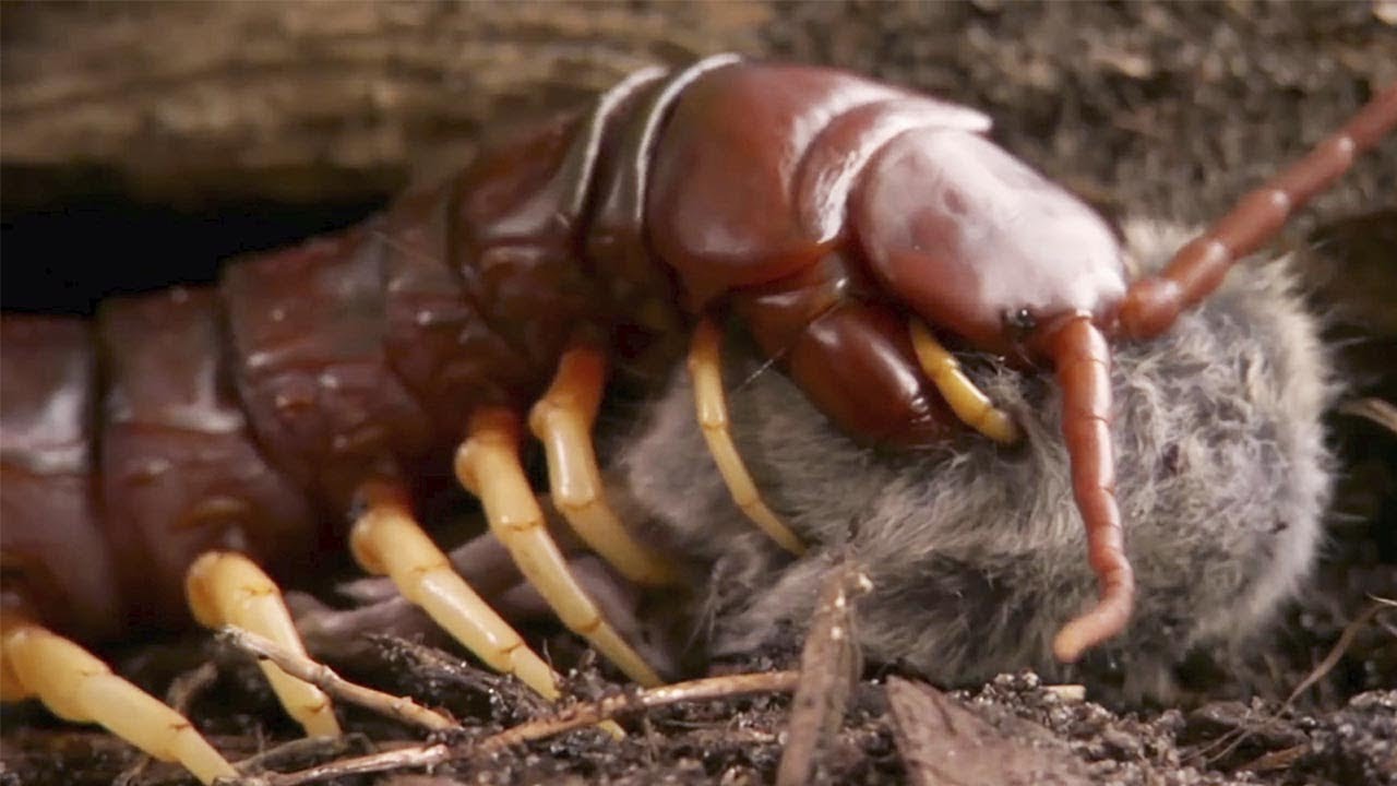 Escolopendra Gigante: Devoradora ratones, reptiles y escorpiones! ¡El ciempiés más peligroso!