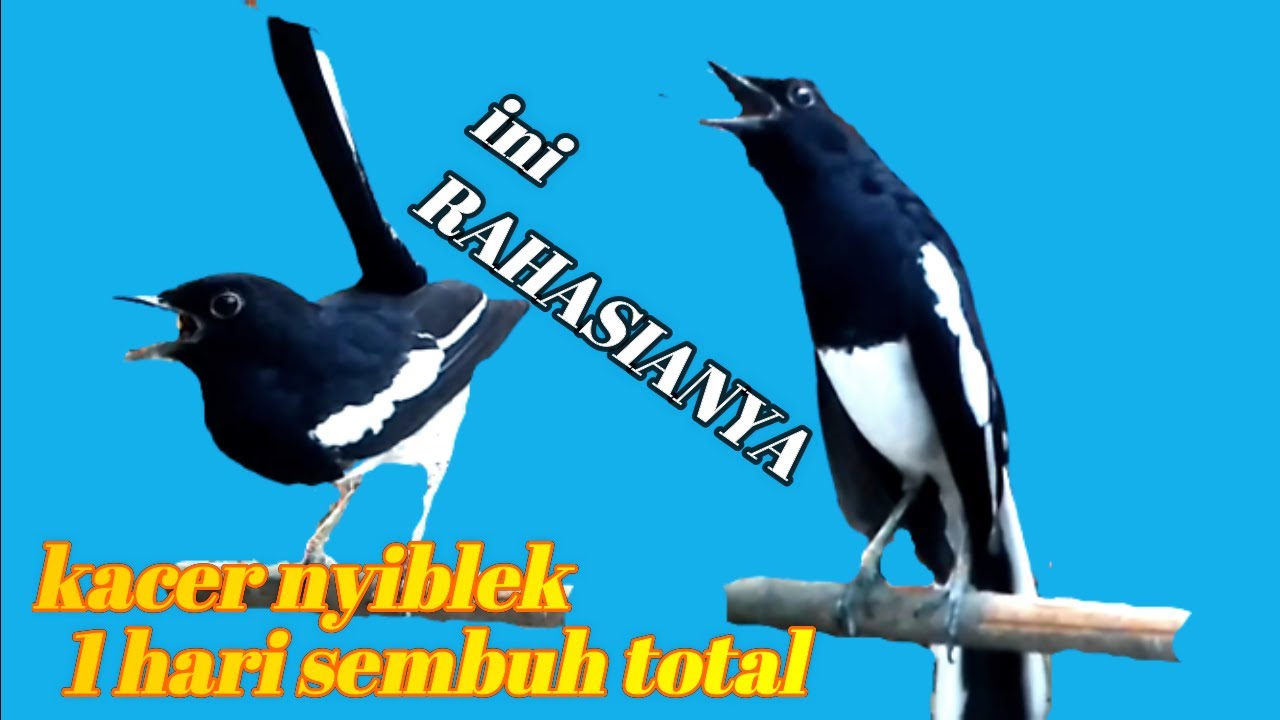 RAHASIA DAN SOLUSI KACER NYIBLEK,Pemain Kacer Wajip Tahu LAKUKAN RAHASIA INI