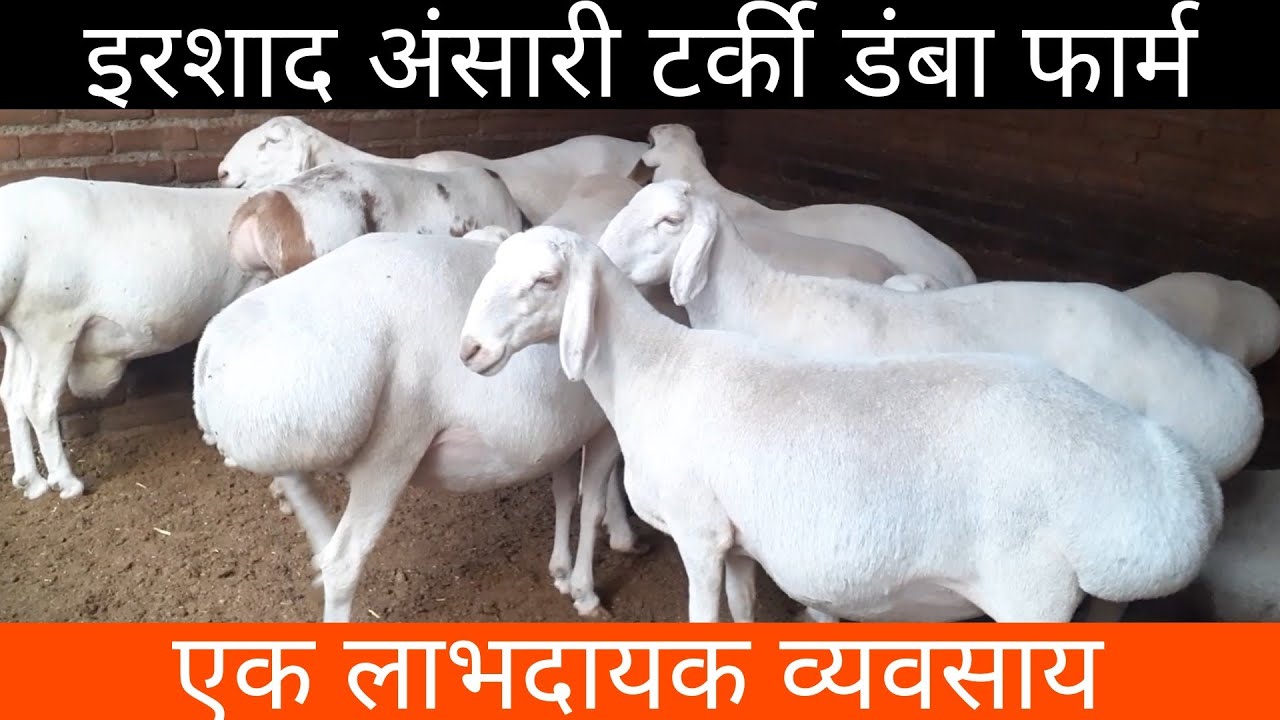 Irshad ansari turkey dumba farm || best quality turkey dumba
