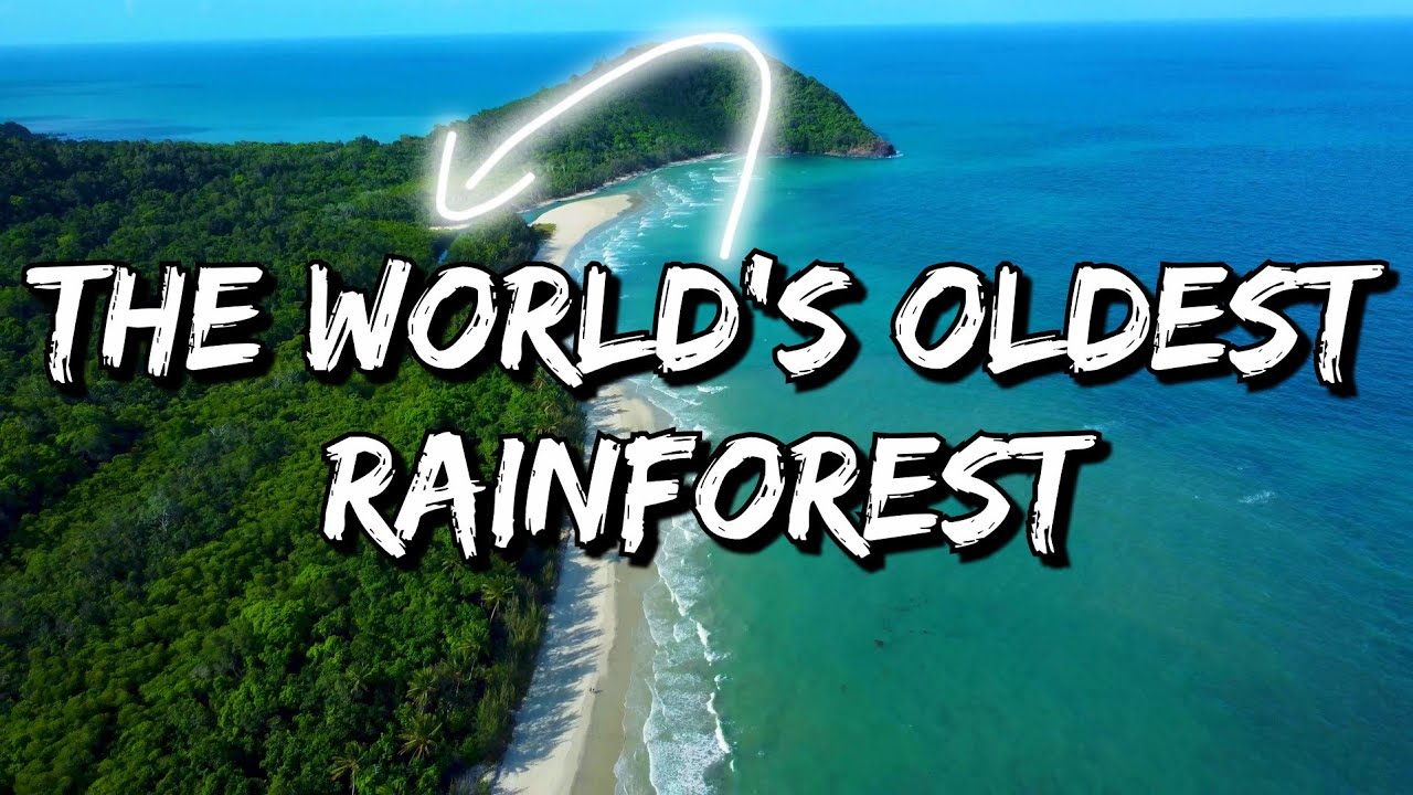 Cape Tribulation & The Daintree Rainforest 2023! - Featuring David Attenborough 😉