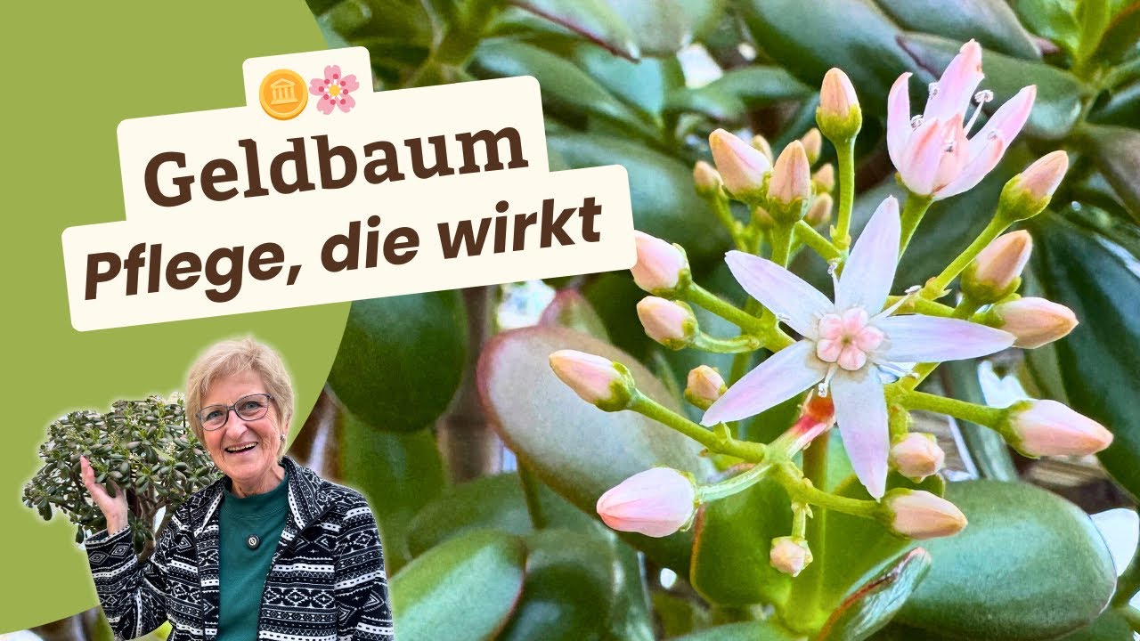 Die richtige Pflege für einen blühenden Geldbaum 🌸💰