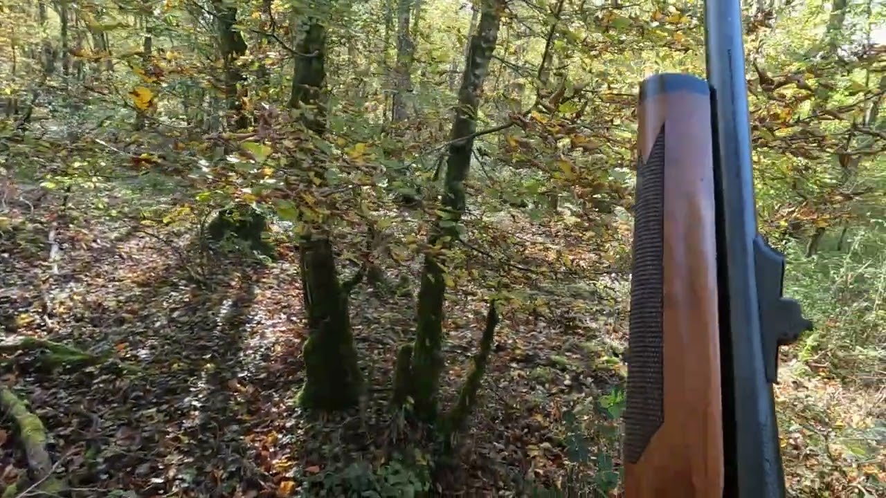 loupé sanglier de 70kg dans la traque !