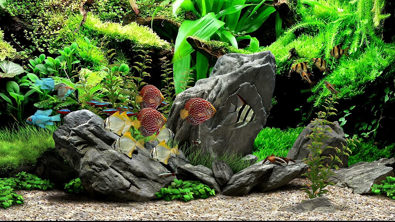 Best Aquarium Screensaver | Ultra realistic Fish tank | Dream Aquarium  Background | 30 minutes 2K