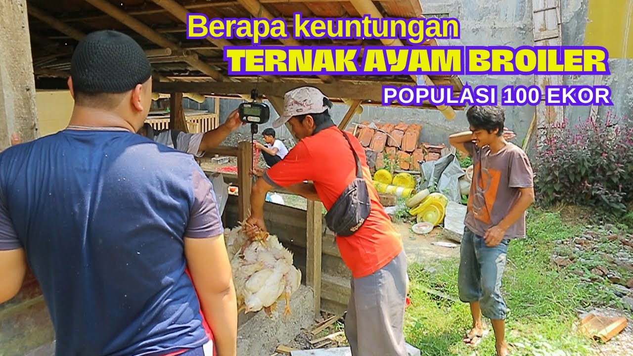 Analisa Keuntungan Ternak Ayam Broiler Populasi 100 Ekor