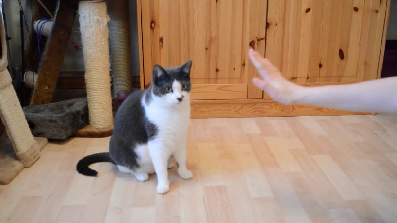 Kissat osaavat temppuja