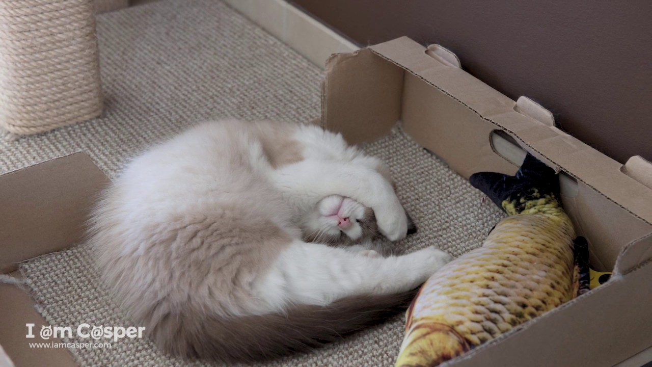 10 Best Sleeping Spots for Cats - Endorsed by Ragdolls Casper & Binx