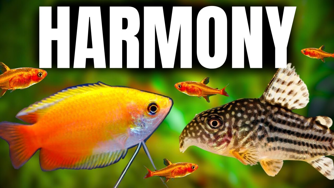 10 Fish Combos That WON'T Fight in Your Tank!