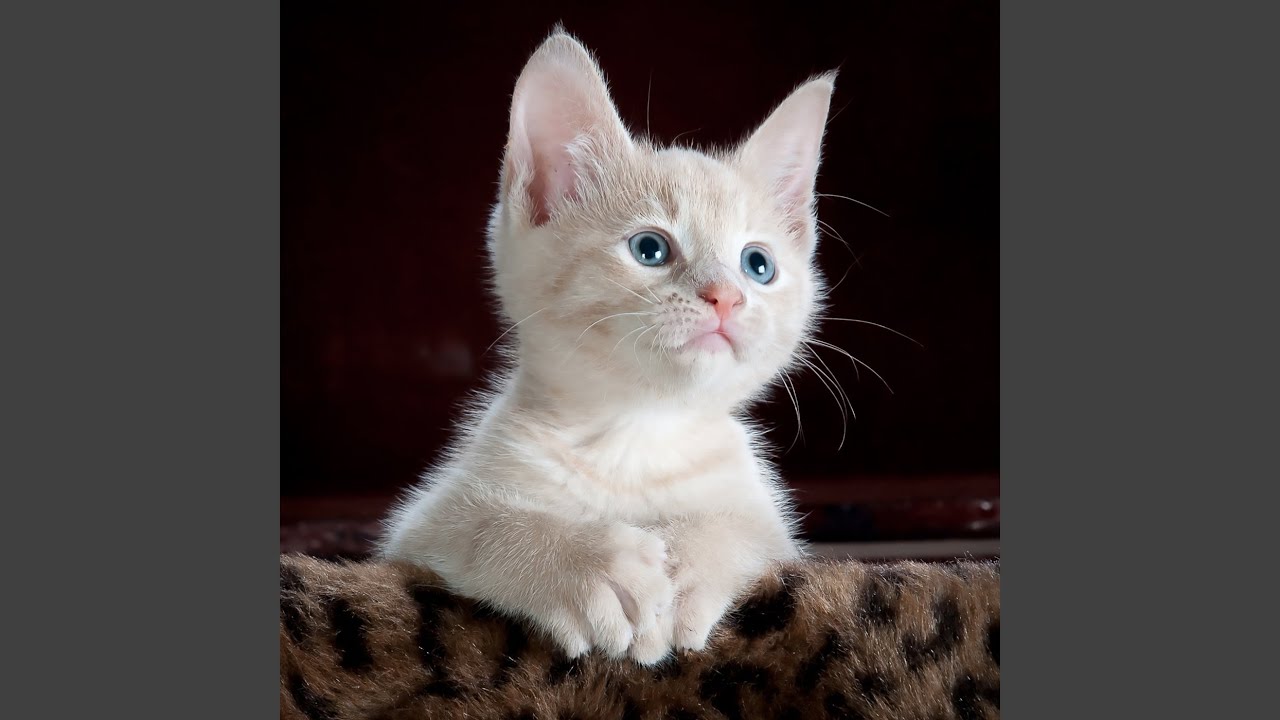 Kittens meowing