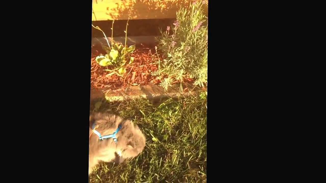 How to put a collar on a cat #epicfail #glitter queens