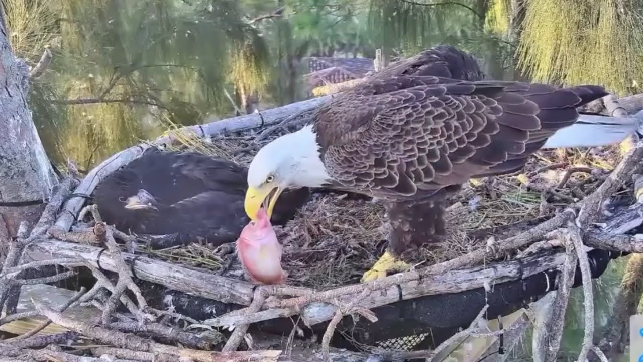 Parents brings first fish of the day and feed eaglet | Dade County Eagle | Feb 14, 26
