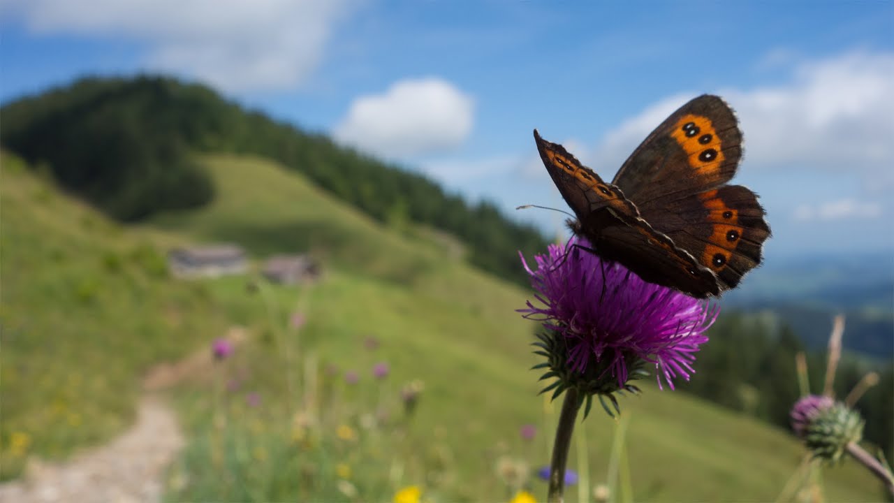 ⛰ Urn&auml;sch - Kronberg - Appenzell Wanderung