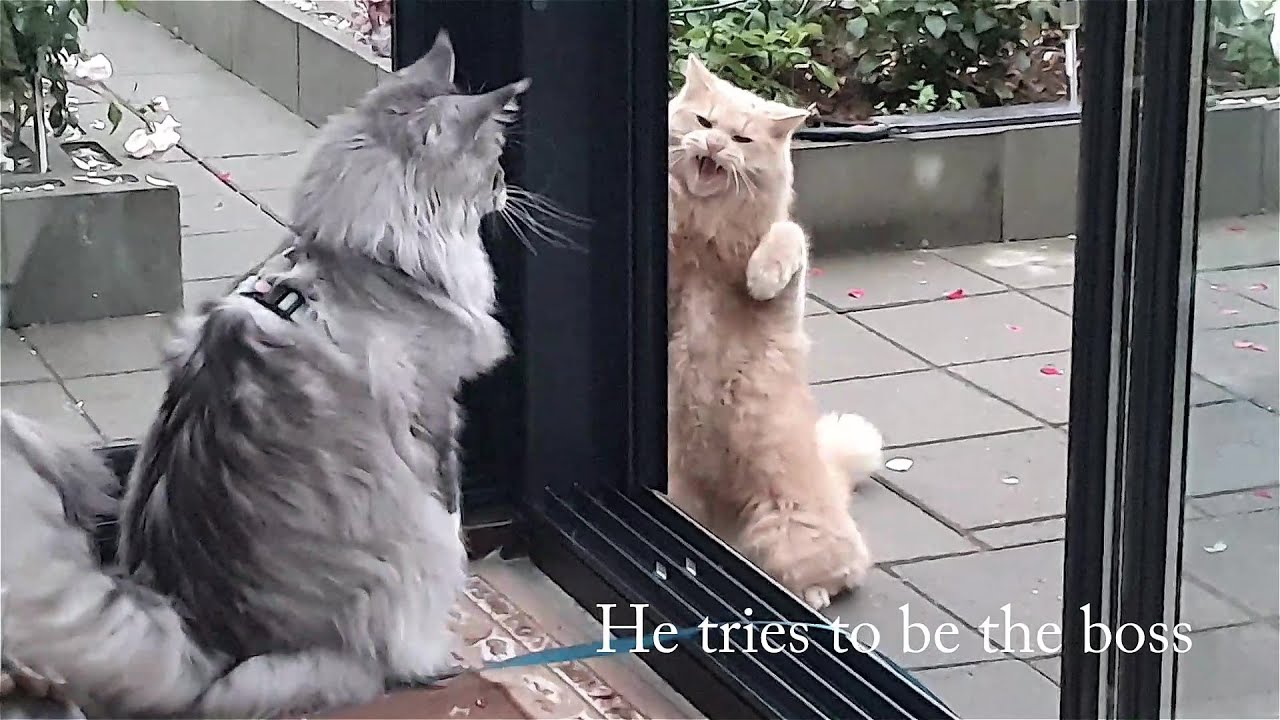 Maine Coon Felix meets new friends