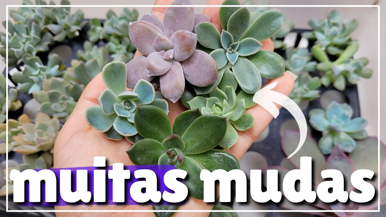 COMO TIRAR MUDAS DE SUCULENTAS DO CAULE (Echeveria Ben Badis, San Luís, Graptopetalum Superbum e+)