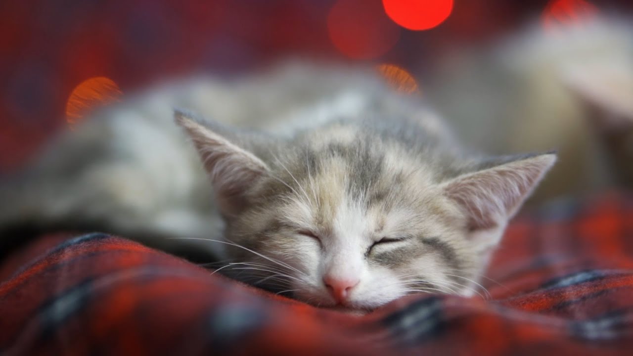 Play This Soothing Cat-Specific Music Video On Your Way To The Vet
