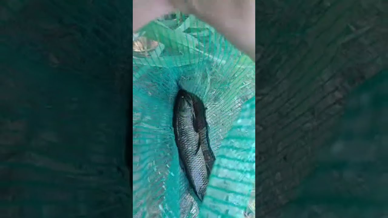 Casal Aoki na pesca  está ao vivo!