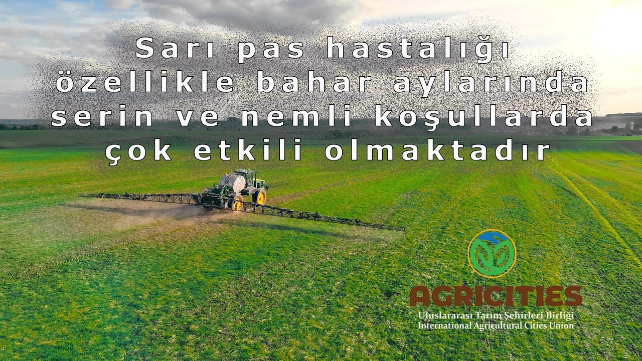 Sarı Pas Hastalığı ve Mücadelesi