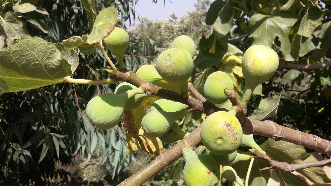 تأثير درجات الحرارة المرتفعة على التين و تساقط الثمار و الاوراق حتى مع السقي المستمر