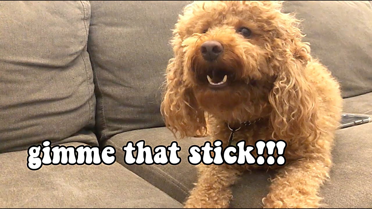 Miniature poodle barking: GIMME THAT STICK *funny*
