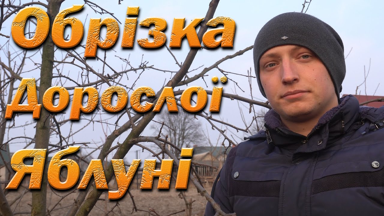 Обрізка дорослої яблуні на урожай. Обрізка яблуні на середньорослій підщепі розріджено-ярусна крона