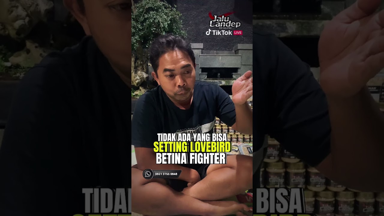 Tidak ada yang bisa setting lovebird fighter #lovebirdfighter #rhnsalatiga