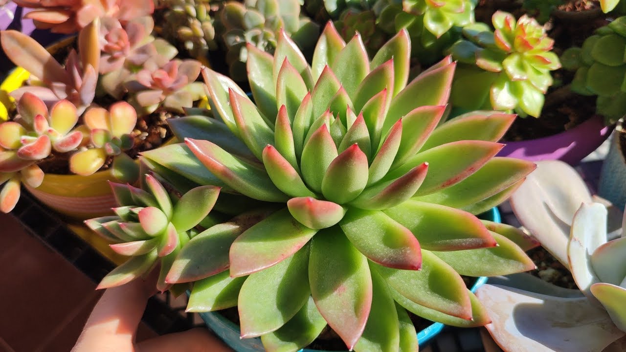 Sukulentlerimizi nasıl renklendirebiliriz ? #succulents #succulent #plants #sukulentbakımı #garden