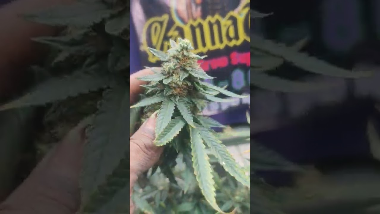 Gorrila glue auto side pot week 8.