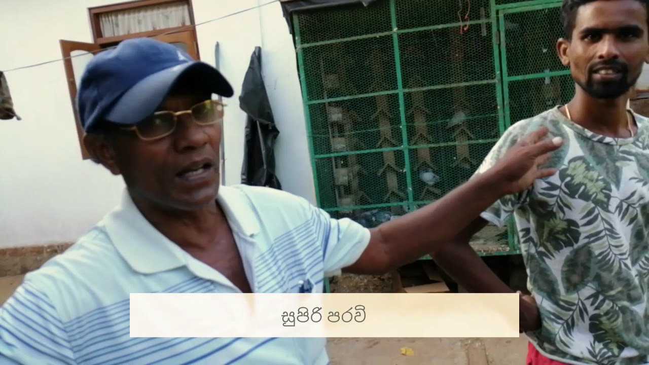 03 Supiri Paravi - සුපිරි පරවි - Halawatha Jude - timing pigeon - highflyin