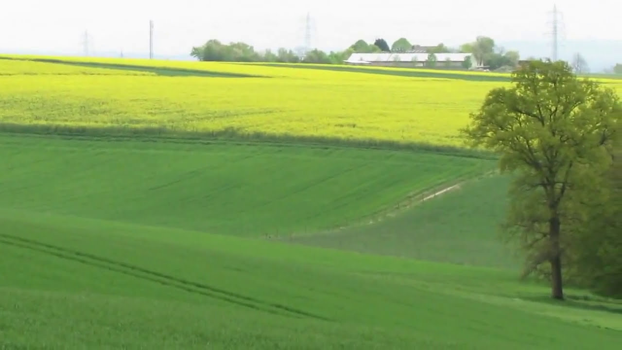 Rapsfeld  / Rape field /