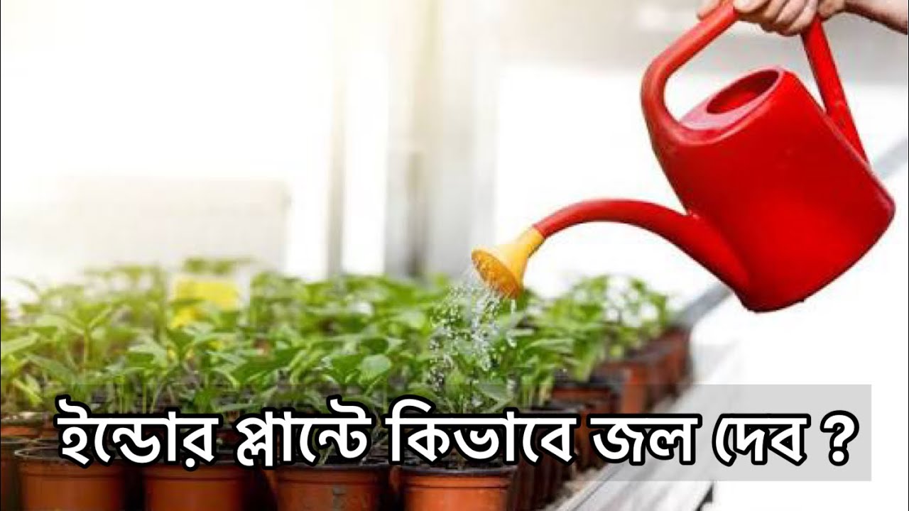 ইন্ডোর প্লান্টে কিভাবে জল দেবেন ? Watering technique for indoor plants | Gardening Tips & Tricks 