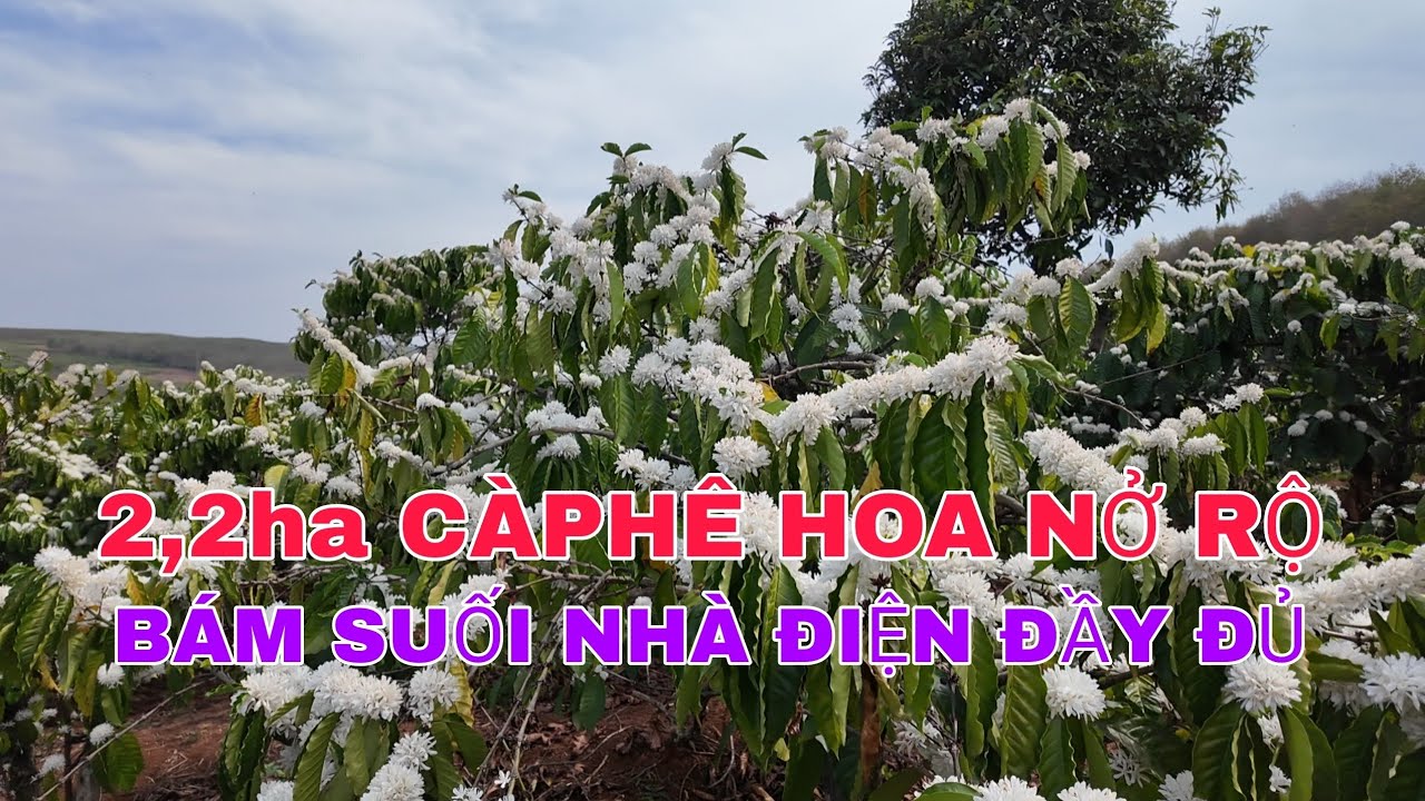 Nhượng lại 2,2ha càphê nhà ở bám suối điện 3 pha đường thuận tiện 
