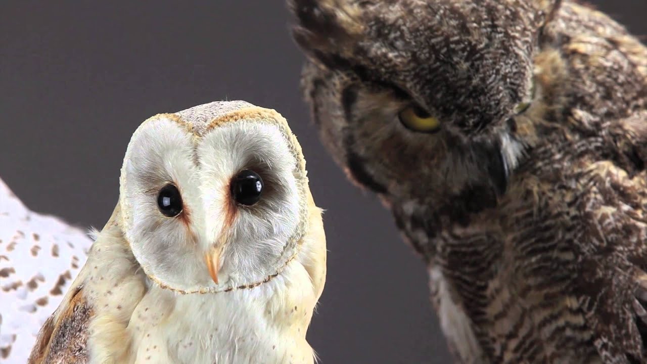 Flights of Fancy - Allan Brooks Nature Center - Vernon, BC